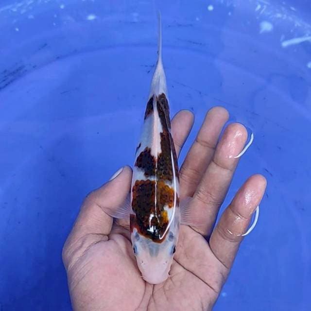 goromo / 18 cm