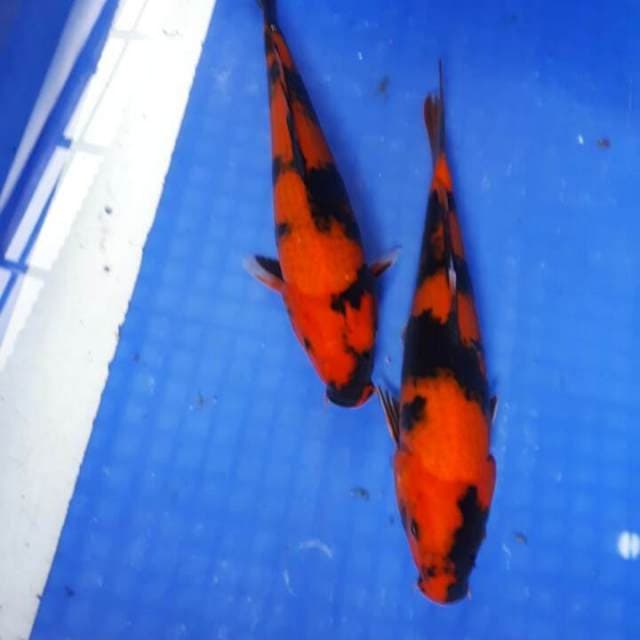 Duo Hiutsuri