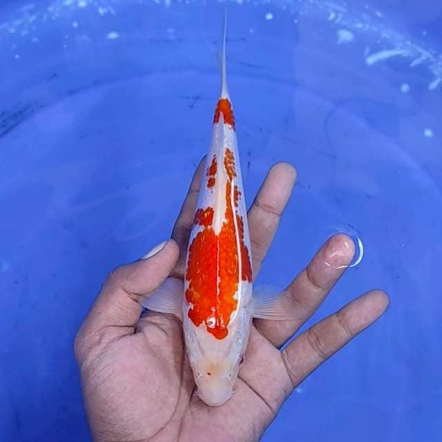 kuhaku / 20 cm