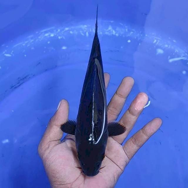 karasu / 23 cm