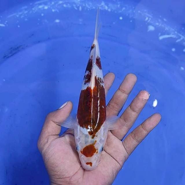 goromo / 23 cm
