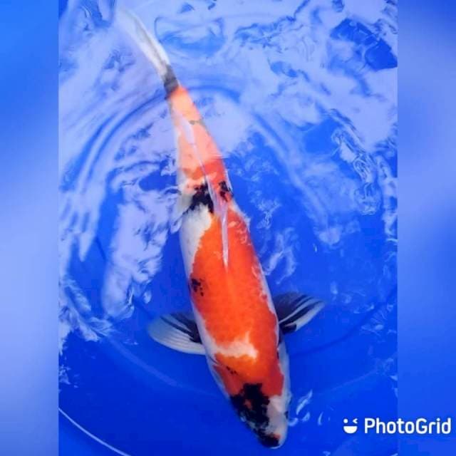 Showa 39cm