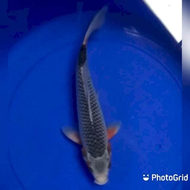 Asagi 28cm