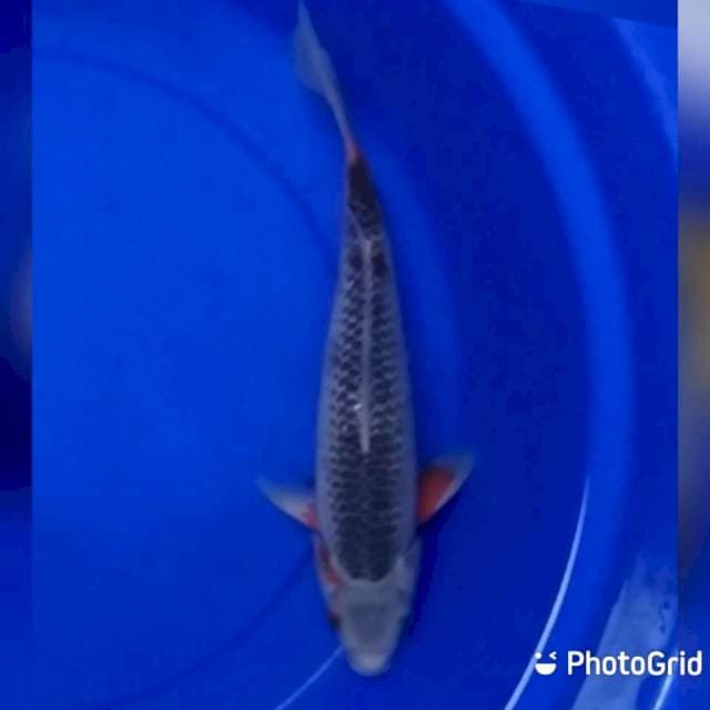 Asagi 28cm