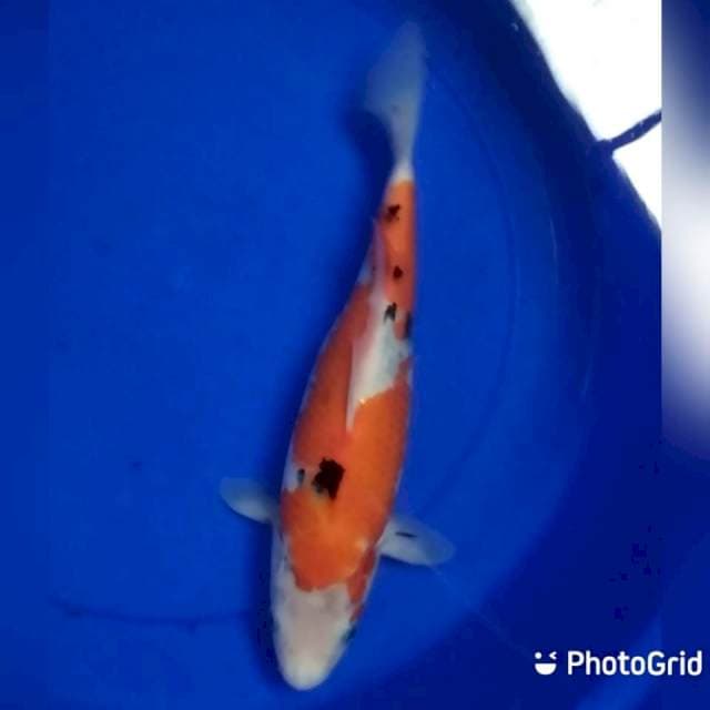 Sanke 28cm