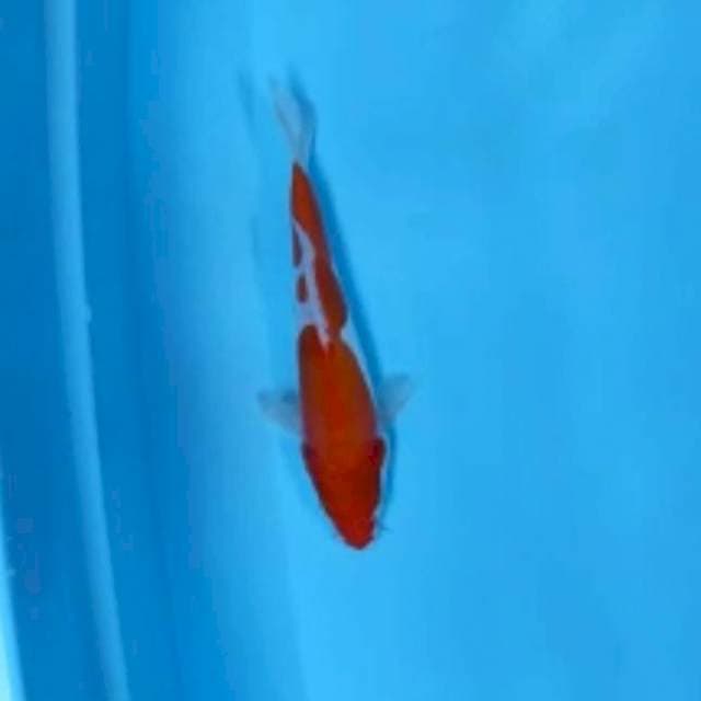 Menkaburi Kohaku