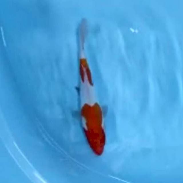 Menkaburi-Kohaku
