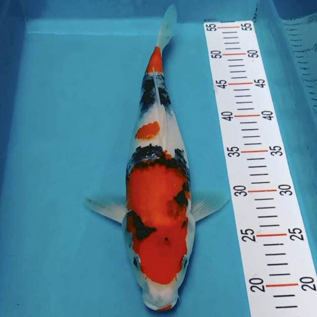 Showa 37cm
