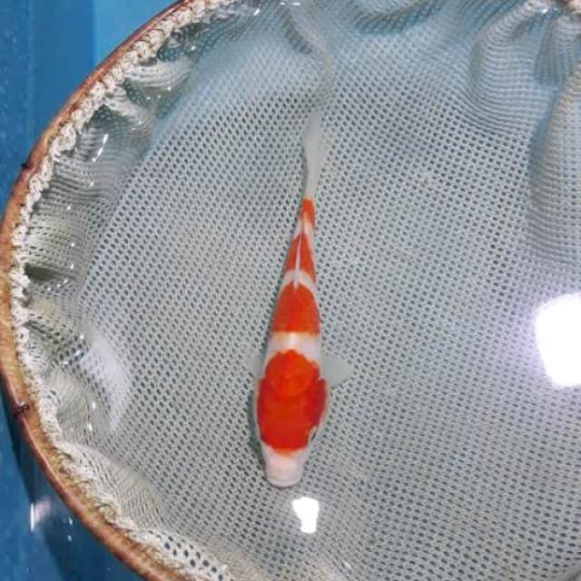 A 03# Kohaku step 17cm