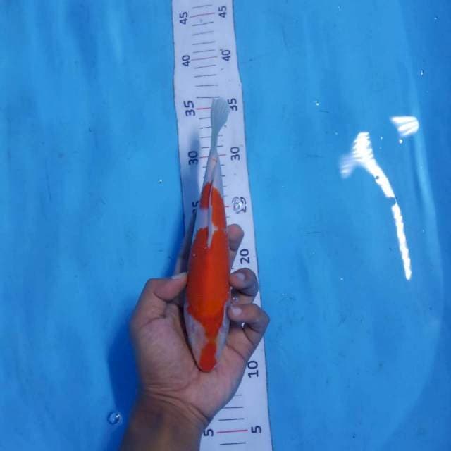 Kohaku 22cm
