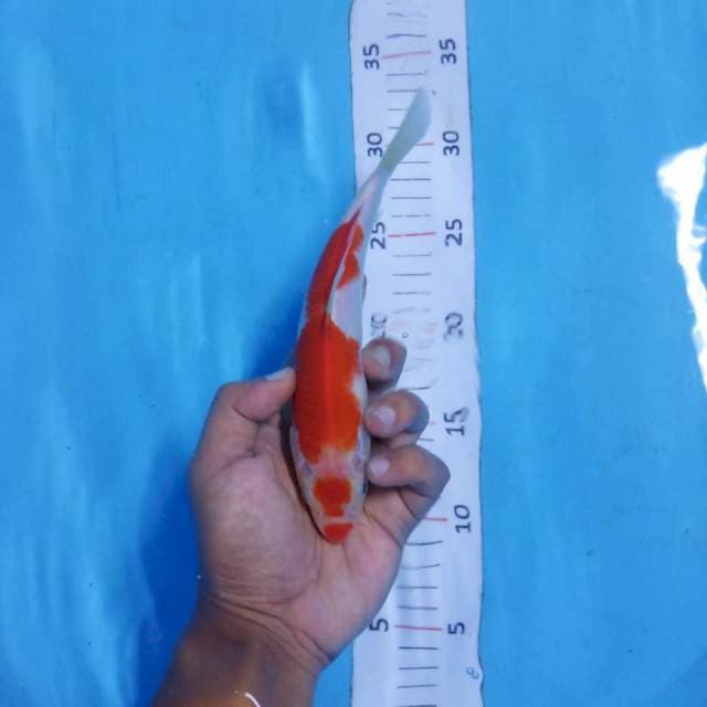 Kohaku 21 cm