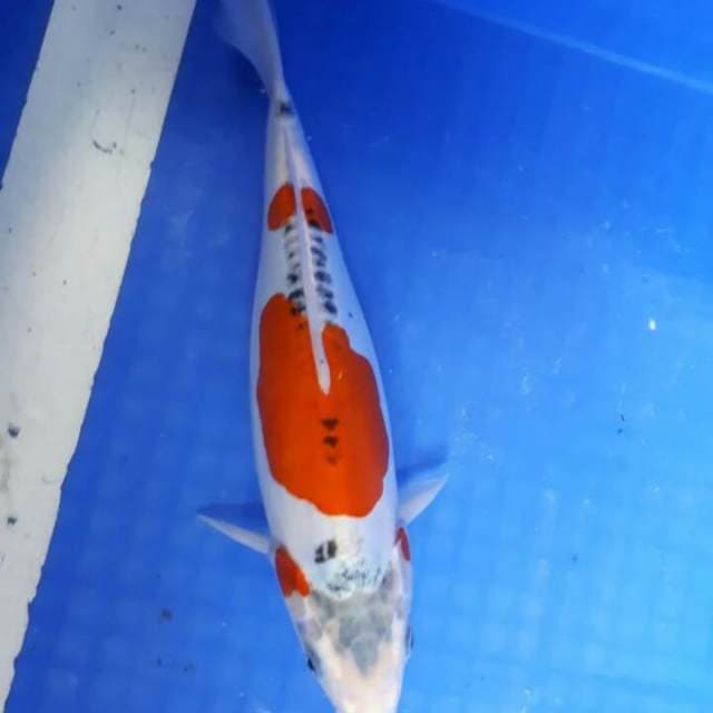Doitsu Kujaku