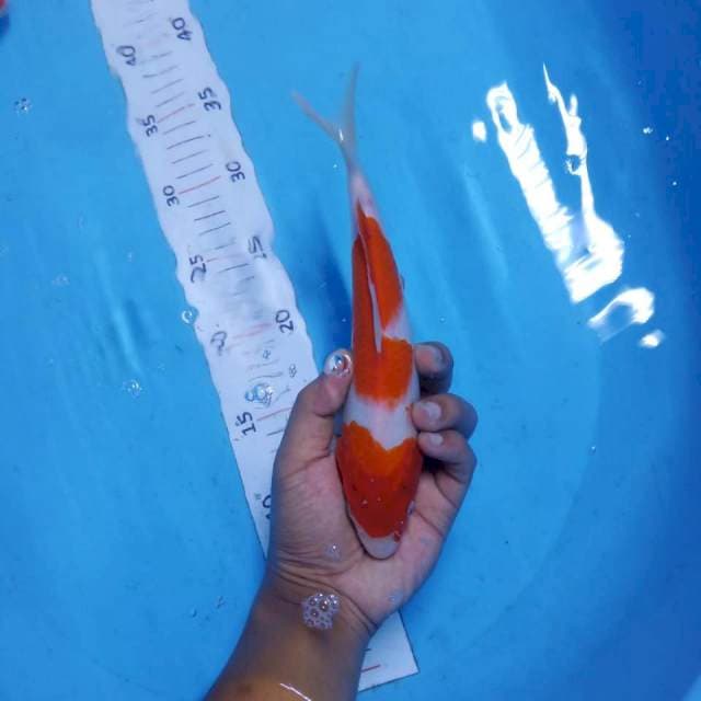 Kohaku 23cm