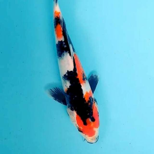 Showa 23cm