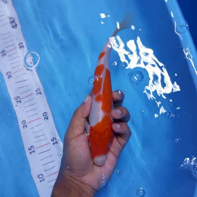 Kohaku 23cm