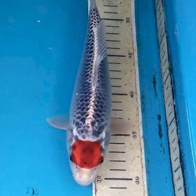 Tancho Goshiki 25cm Male