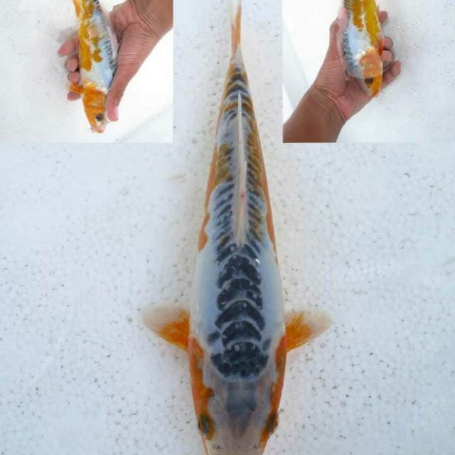 Shusui 22 cm