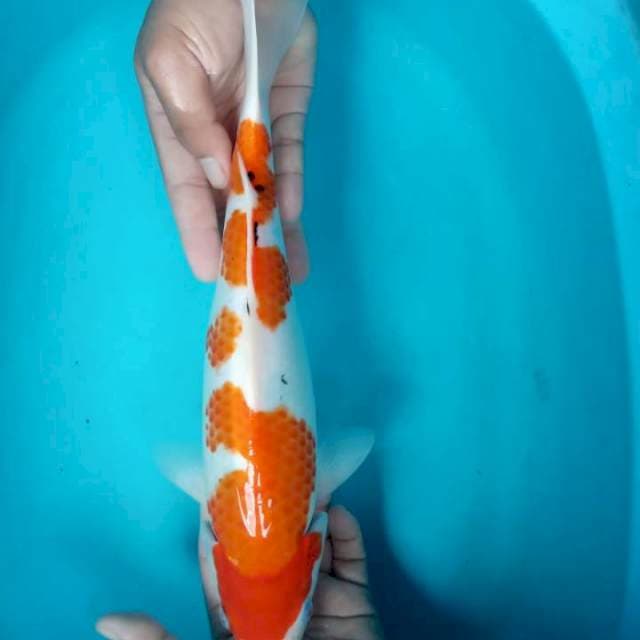 Sanke 35 cm