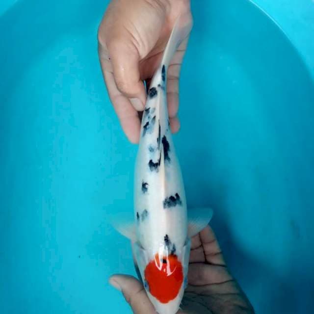 Tancho sanke 33 cm