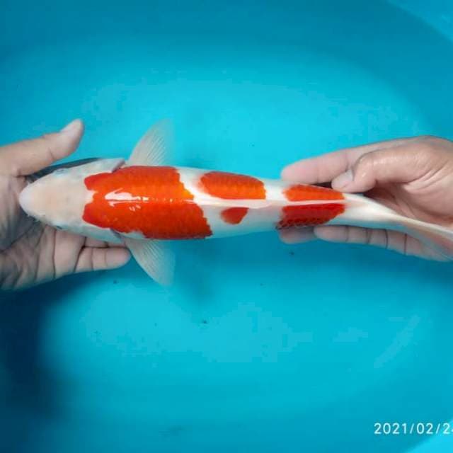 Kohaku jantan 35 cm up