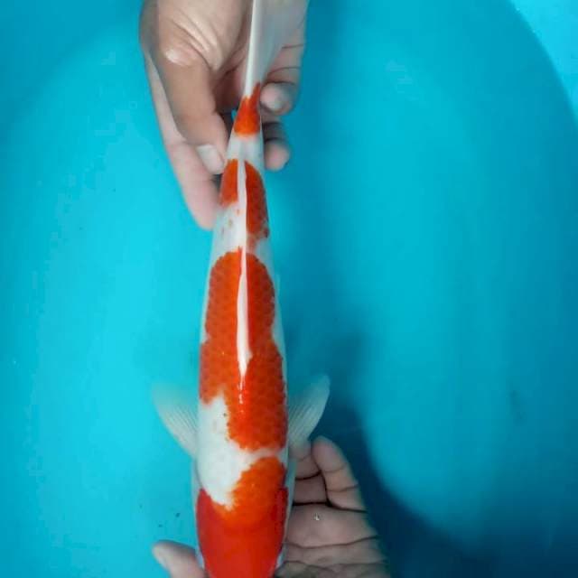 Kohaku jantan 35 cm