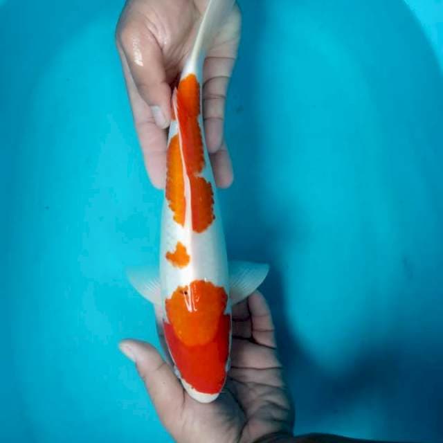 Kohaku 34 cm