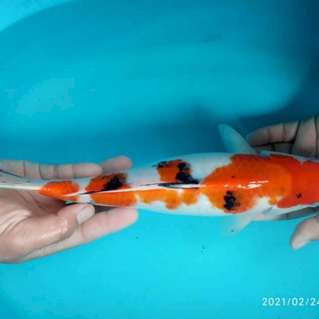 Sanke Nazuma 35 cm