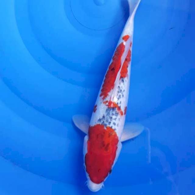 Goshiki 32cm