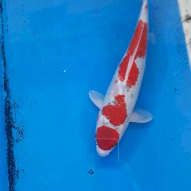 Maruten goshiki 35cm