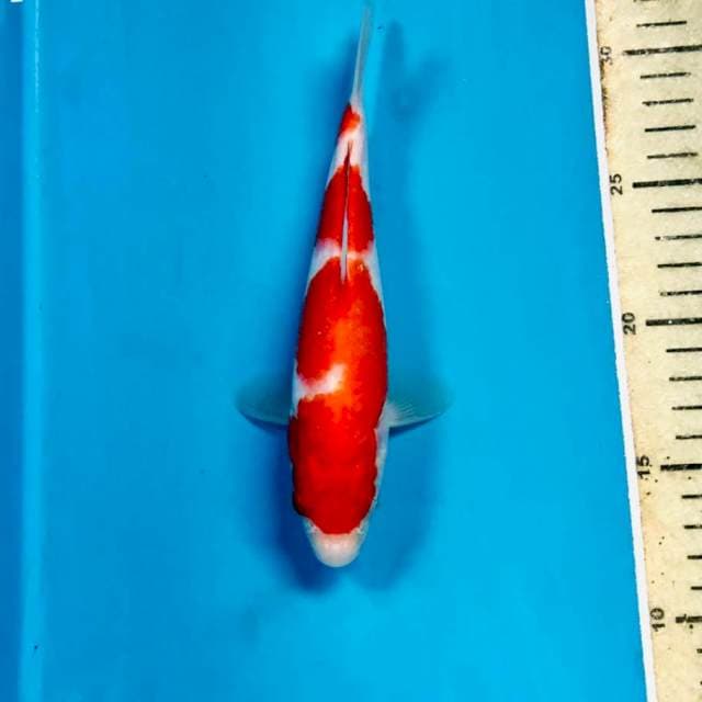 Kohaku, 20 cm