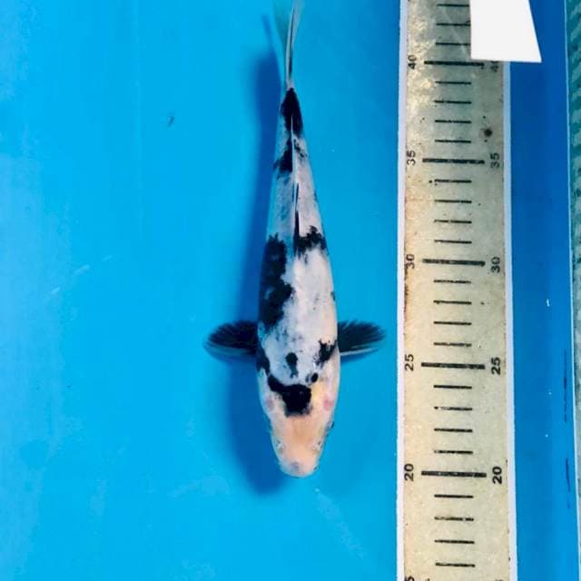 Shiro, 22 cm