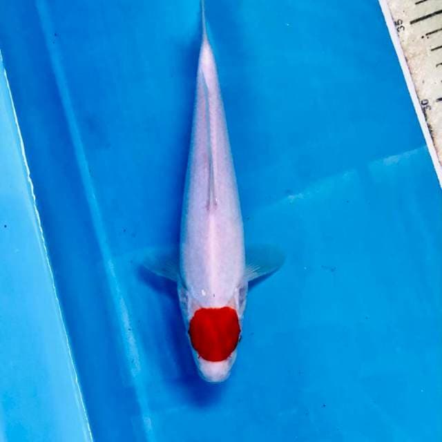 Tancho Kohaku, 25 cm