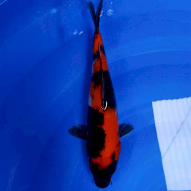 Showa strong 29cm