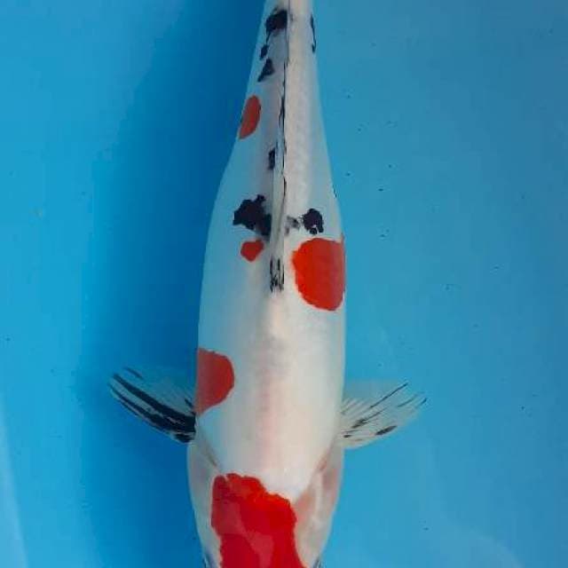 Sanke doit 37 cm