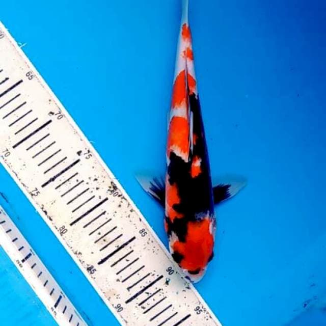 Showa 33cm