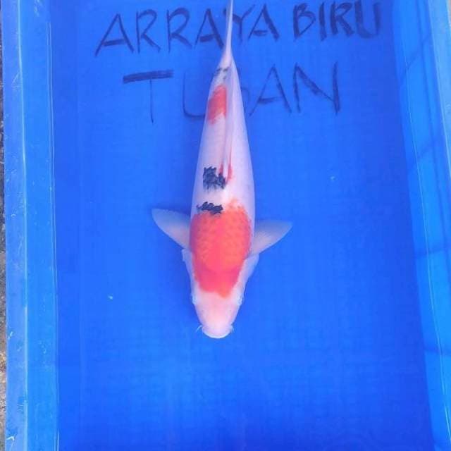 SANKE F1 JUMBO 42cm