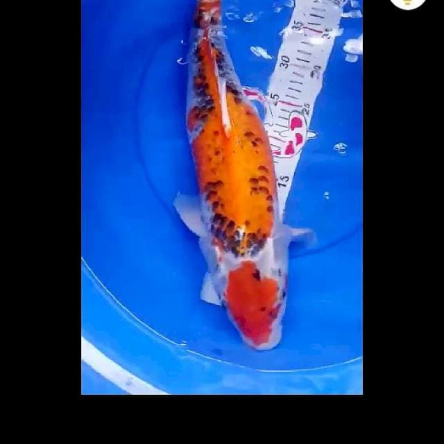 Maruten goshiki 45cm