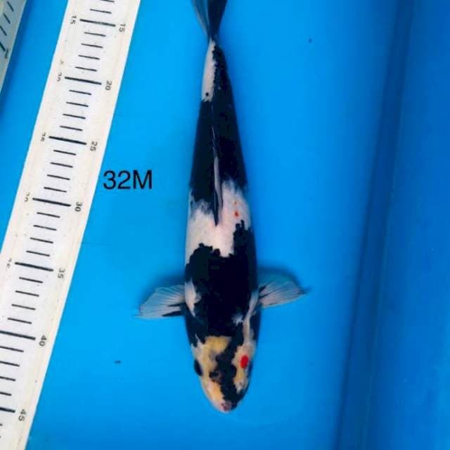 Shiro MALE ,32cm