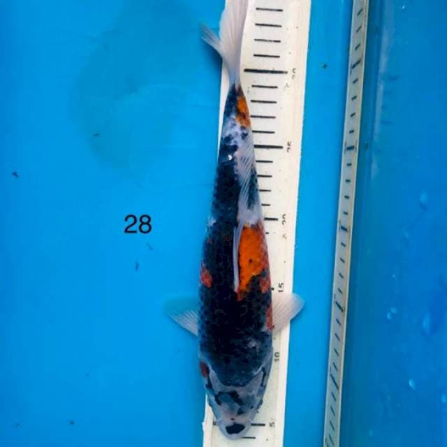 Showa ,28cm