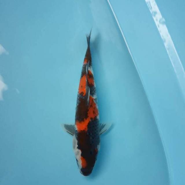 Showa 30cm male