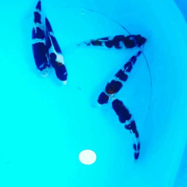 Goromo