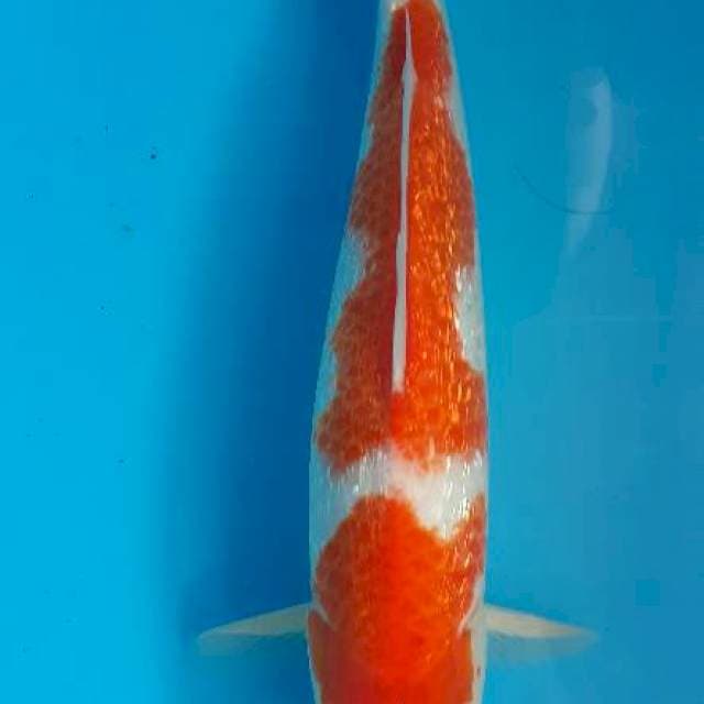 Kohaku ginrin