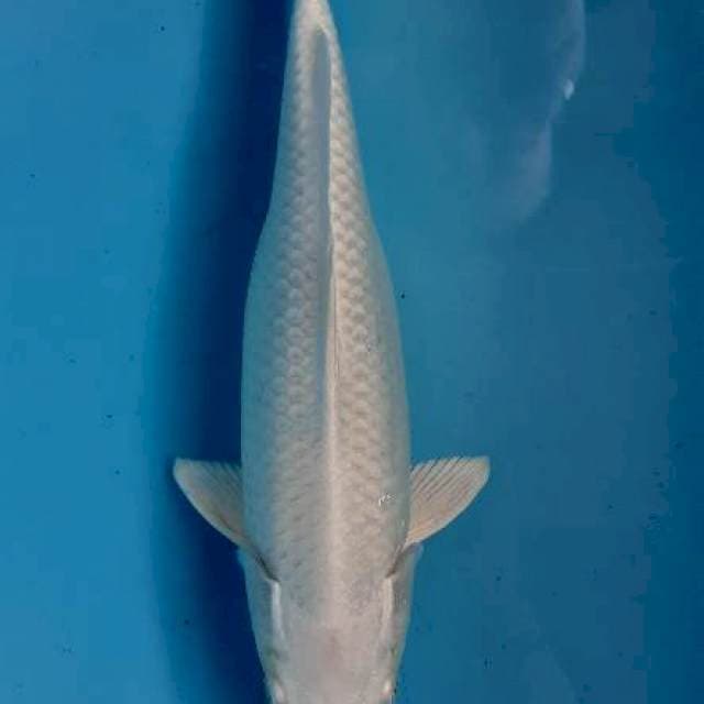 Platinum 32 cm