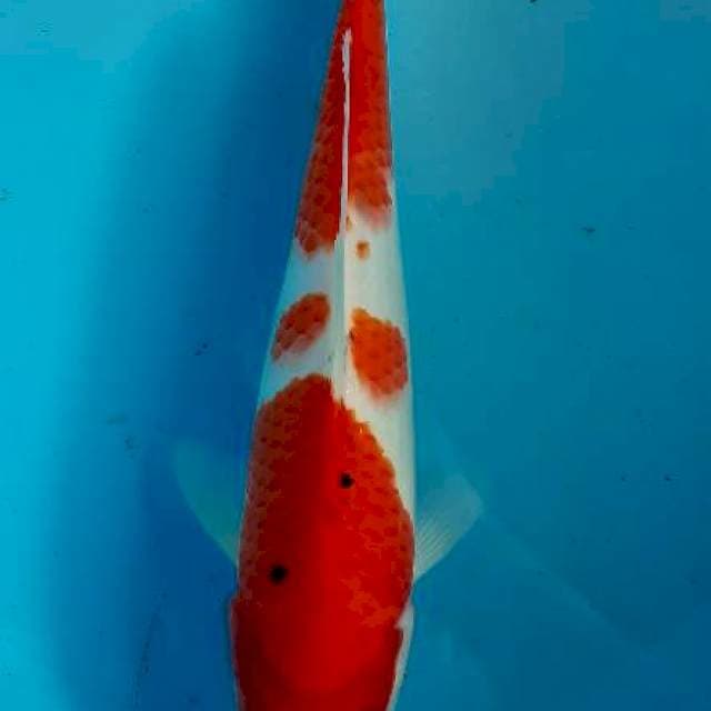 Sanke 30 cm