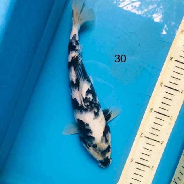 Shiro ,30cm