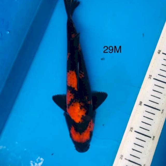 Hi utsuri MALE ,29cm