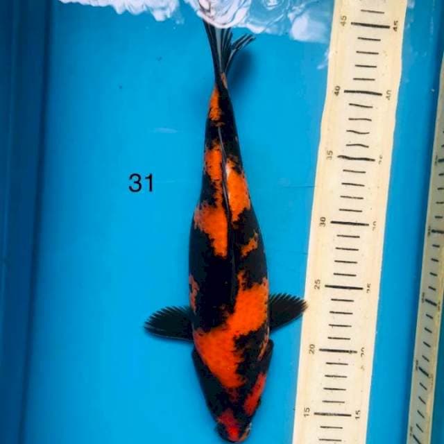 Hi utsuri ,31cm