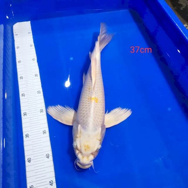 Kumpay kujaku tategoi 37cm