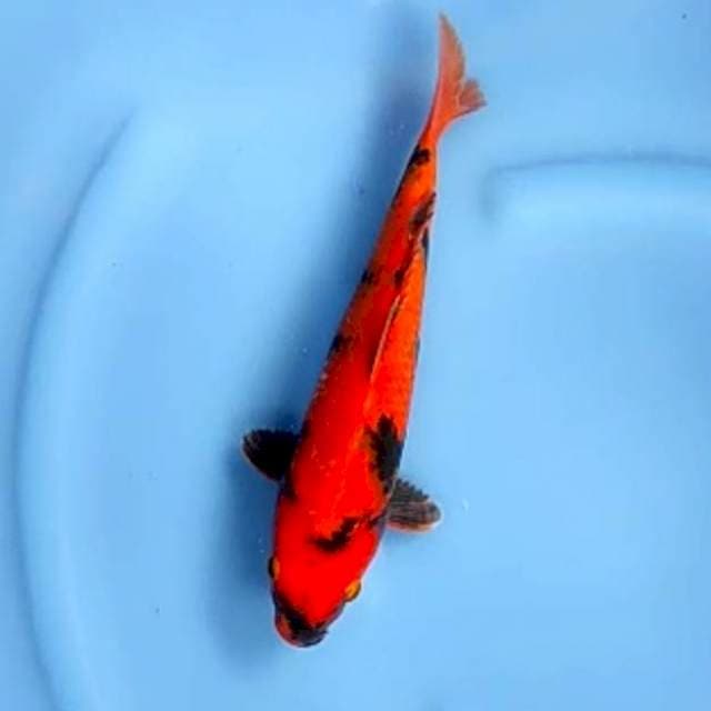 HI UTSURI # 30CM