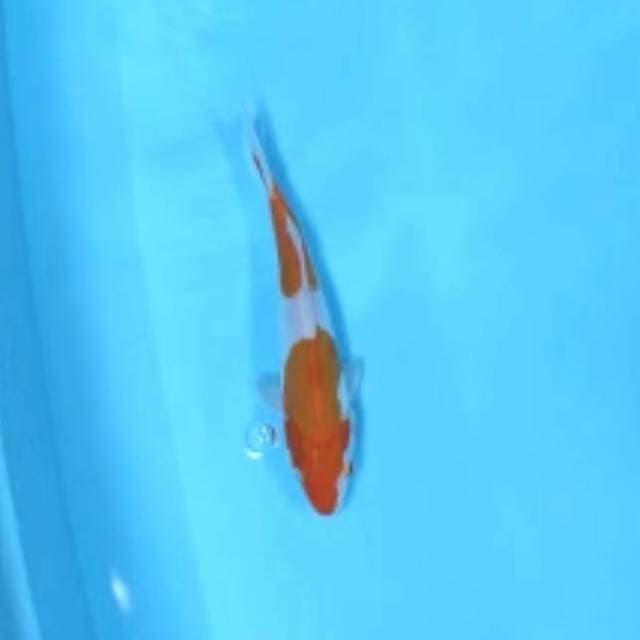 One step kohaku